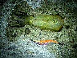 舞子周辺へアオリイカの新子調査、オールリリースも20杯！！