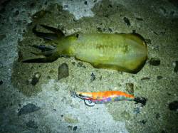 舞子周辺へアオリイカの新子調査、オールリリ…