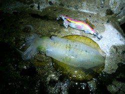 舞子周辺へアオリイカの新子調査、オールリリースも20杯！！