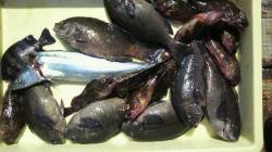 本日はグレ・サゴシも釣れています、岸和田一…