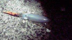 宮津西部エリアでのエギング釣果