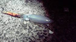 宮津西部エリアでのエギング釣果