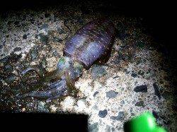 宮津西部、夕マズメ狙いで午後からエギング