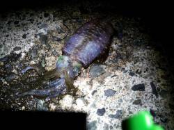 宮津西部、夕マズメ狙いで午後からエギング