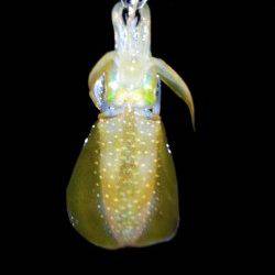 大蔵海岸でエギング、2連続ヒットも後続かず・・・