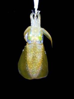 大蔵海岸でエギング、2連続ヒットも後続かず…