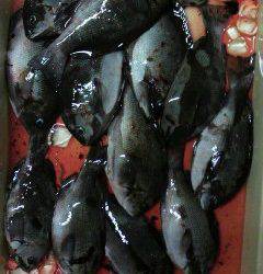 岸和田一文字　イシゴカイのエサでグレ＆カワハギ