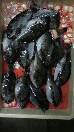 岸和田一文字　イシゴカイのエサでグレ＆カワハギ