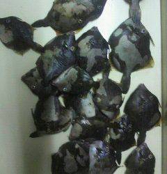 岸和田一文字　イシゴカイのエサでグレ＆カワハギ