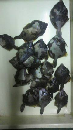 岸和田一文字　イシゴカイのエサでグレ＆カワ…