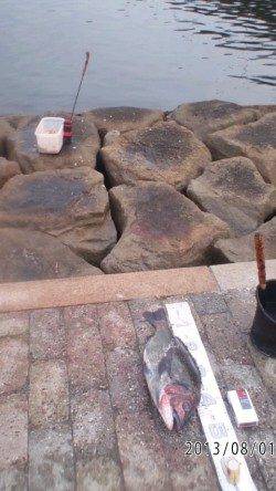 【一投目からキタ～】芦屋のチヌ情報