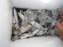 早朝にアジ釣れてます♪鳴尾海釣り広場ＲＴ