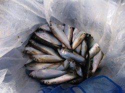 各釣り場ともにアジ順調♪泉大津RT21日あさ