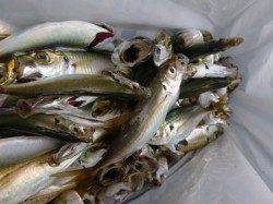 神戸空港　タチウオ釣れてます