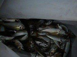 北公園、小野浜 サビキ釣りが面白い