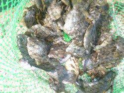 泉佐野食コンリアルタイム