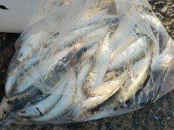 【さて青物は??】南芦屋浜リアルタイム