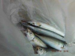 【サビキでアジ狙えます♪】南芦屋浜