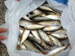 【芦屋の豆（小）アジ止まりません！】南芦屋…