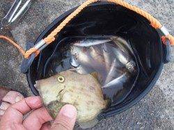 本日、夕方№1ポイントは！泉大津ＲＴ！夕方