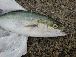 【雨でも関係なし】南芦屋浜リアルタイム