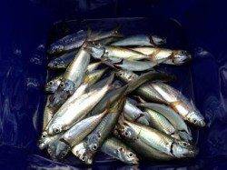 【涼しい朝にアジ大漁♪】南芦屋浜ベランダ