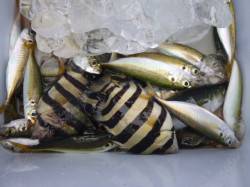 神戸空港　サビキ好調