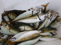 北公園　家族でサビキが楽しい