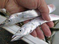 兵庫突堤で楽しい釣果