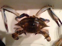 兵庫突堤でスピンテールジグ5gでタチウオ。ジグヘッドでアジ・サバ。