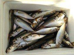 【朝一サビキ絶好調！】南芦屋浜ベランダ