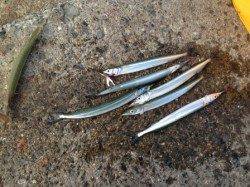 【芦屋浜ベランダ２８ｃｍサヨリちゃん登場！】