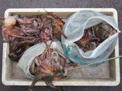 タコイチ!!いやムコイチ♪