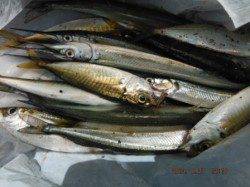 【サヨリ好調♪良型も混じります！】南芦屋浜