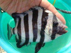 【サビキ好調！ツバスにサンバソウも】南芦屋浜