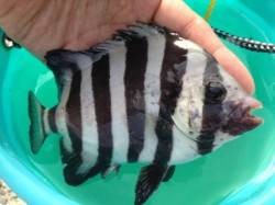  【サビキ好調！ツバスにサンバソウも】南芦…