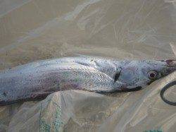 好調！神戸港ルアーでカマス