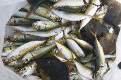 楽しいカワハギ釣りIN食コン