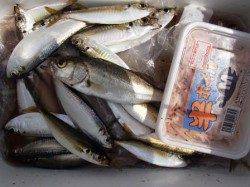 ☆やっぱり花市場前でしょ☆泉大津昼ＲＴ２８日