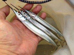 【サビキ＆サヨリちゃん好調！】南芦屋浜ベランダ