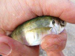 神戸空港 カワハギがそろそろ