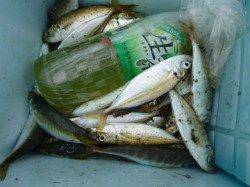 小野浜 マアジ17cm