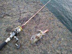 小島へ新子釣り、入れ食いの時間もありました！