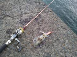 小島へ新子釣り、入れ食いの時間もありました…