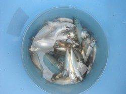 釣りは楽しい～♪泉大津RT　４日・朝