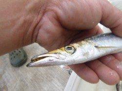 朝の空港ツバスもカマスもシオも！