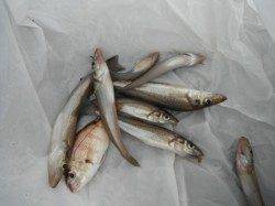 ここが泉州で一番キスが釣れるとこちゃう？