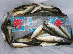 北公園　タコのお話