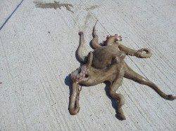 野島・加尾漁港　エギングでアオリイカのキロアップ！タコジグでタコも