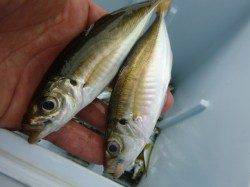 最新釣果情報 小野浜　大型マアジを仕留めましょう